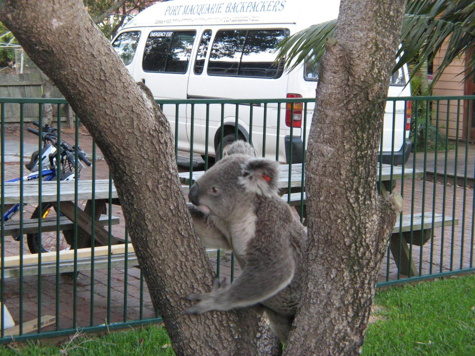 Port Macquarie Backpackers Hostel Exterior photo